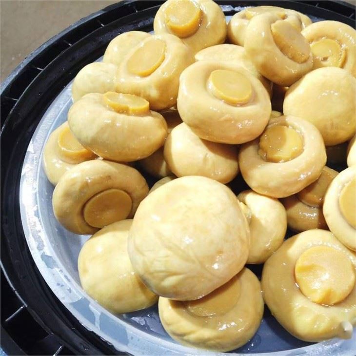 Fresh Mushroom In SO 2 in drum from china